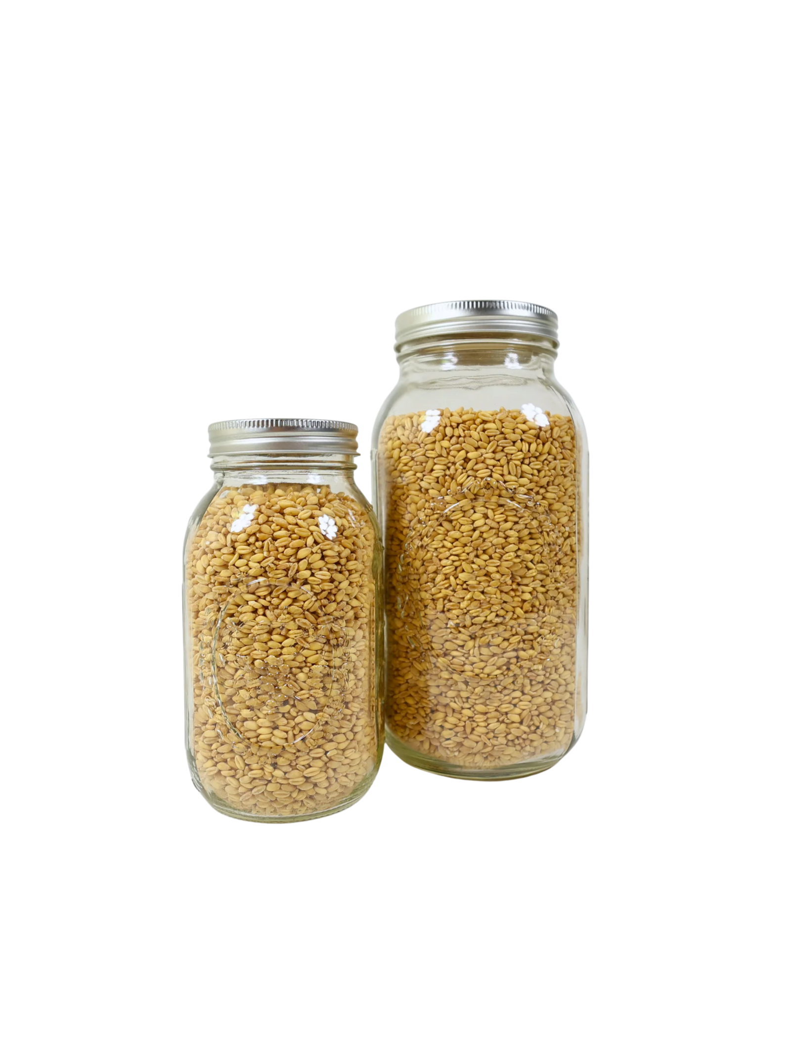 Soft White Wheat - Image 5