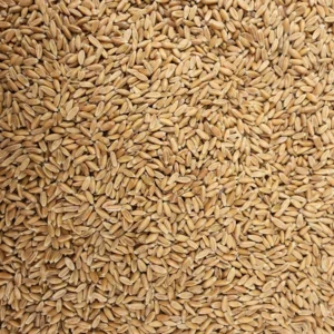 Spelt (Whole Wheat Berries)