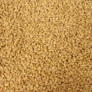 Rye (Whole Wheat Berries) (5 Pounds)