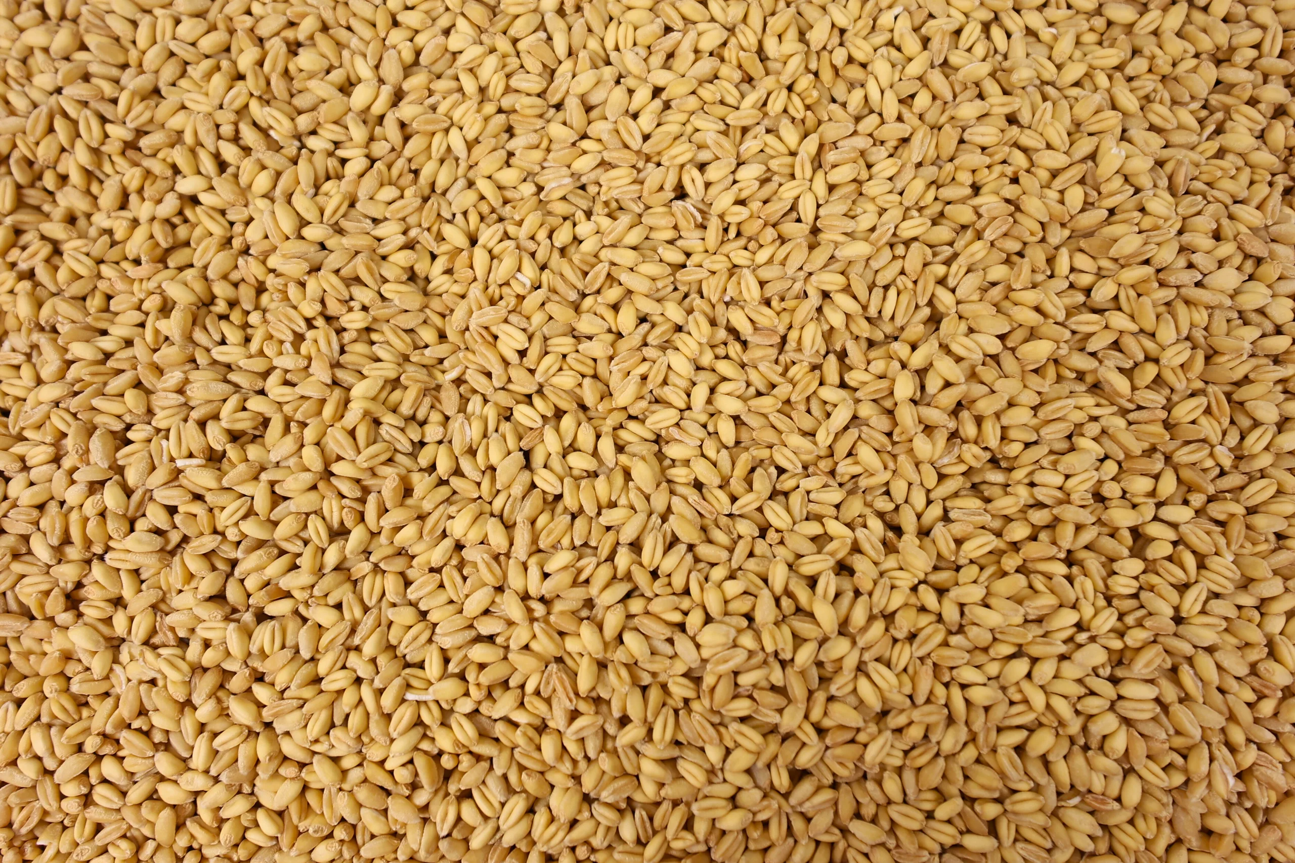 Soft White Wheat - Image 2