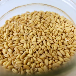 Soft White Wheat (Whole Wheat Berries)