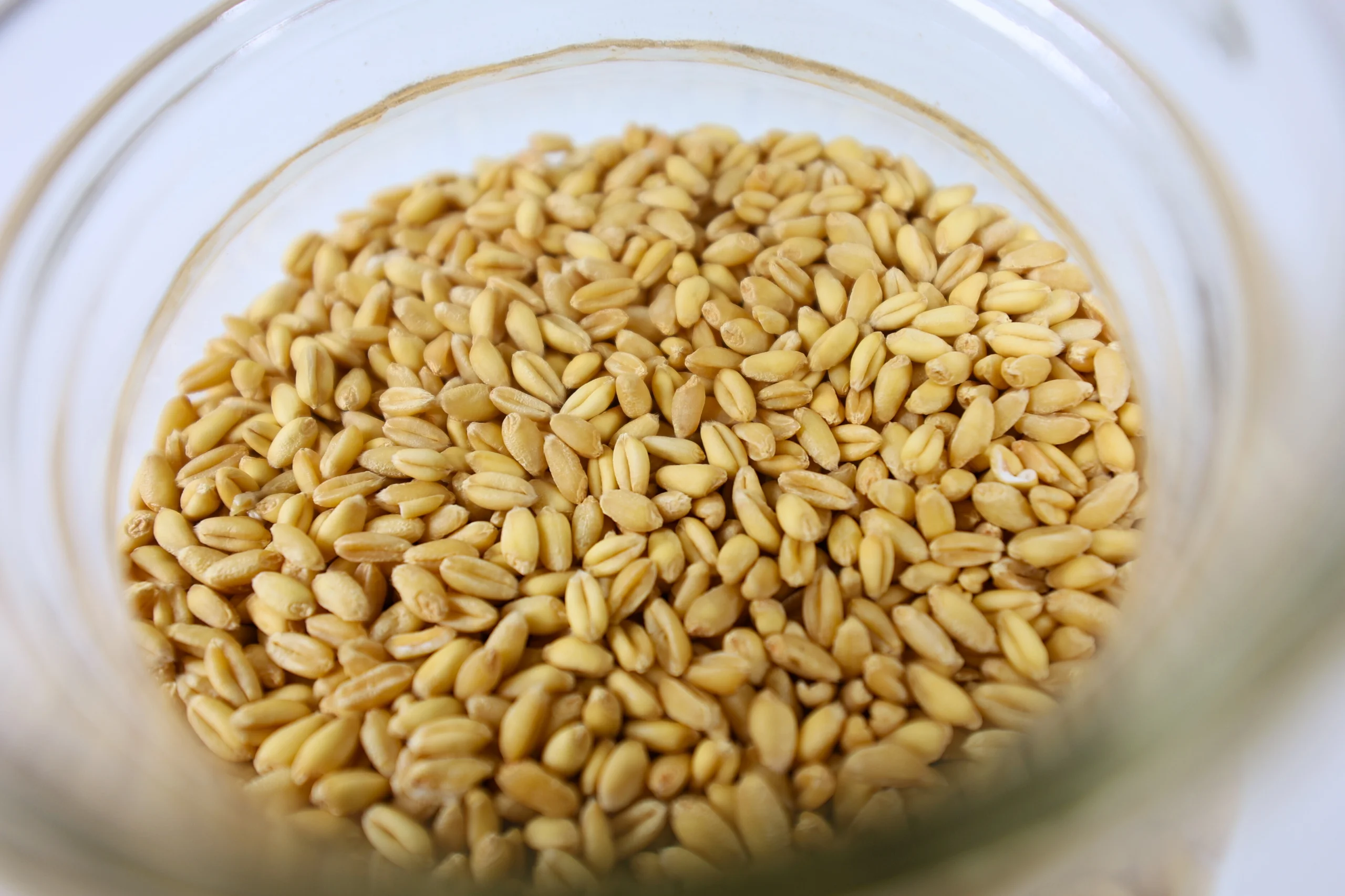 Soft White Wheat - Image 3