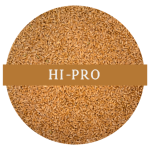 HARD WHITE WHEAT | HI-PRO (WHOLE WHEAT BERRIES)